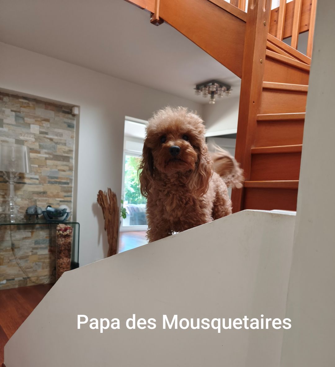 Papa des mousquetaires