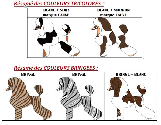 couleur caniche autres couleurs