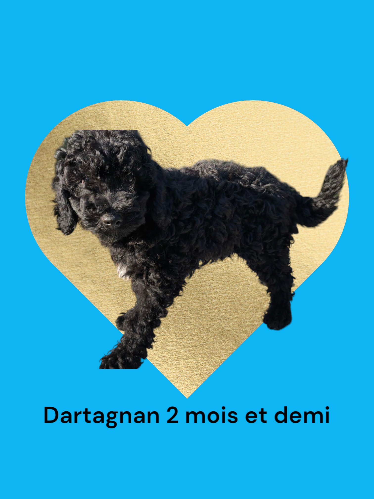 dartagnan