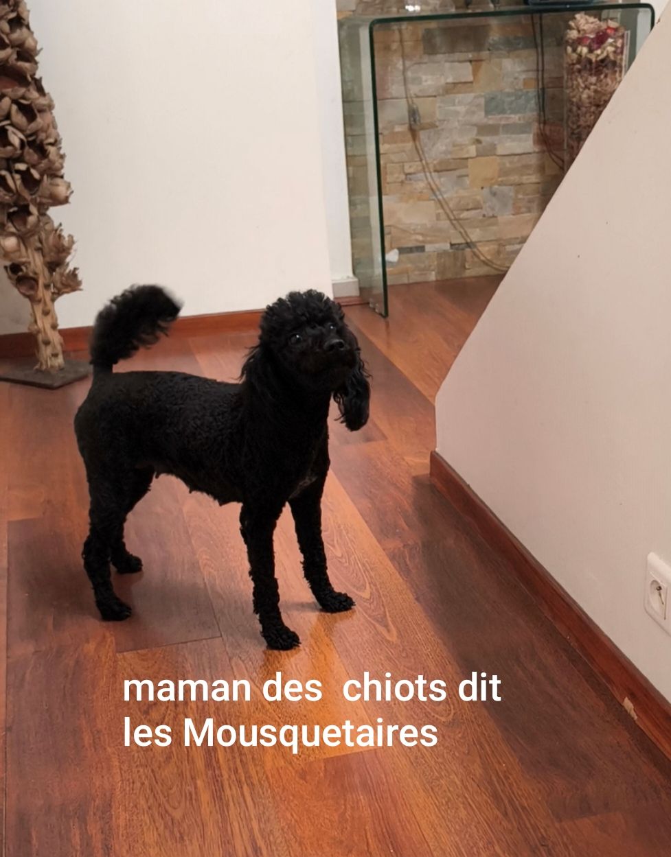 maman des Mousquetaires