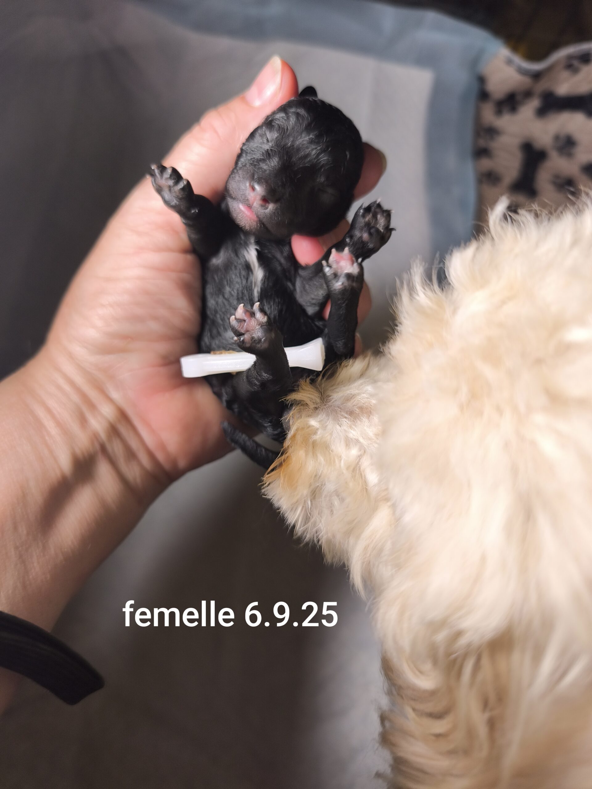 femelle